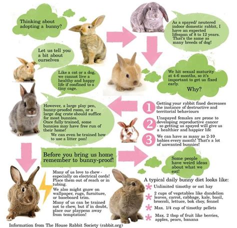 taking care of your rabbit a young pet owners guide Reader